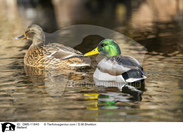 Stockente / Mallard / DMS-11840
