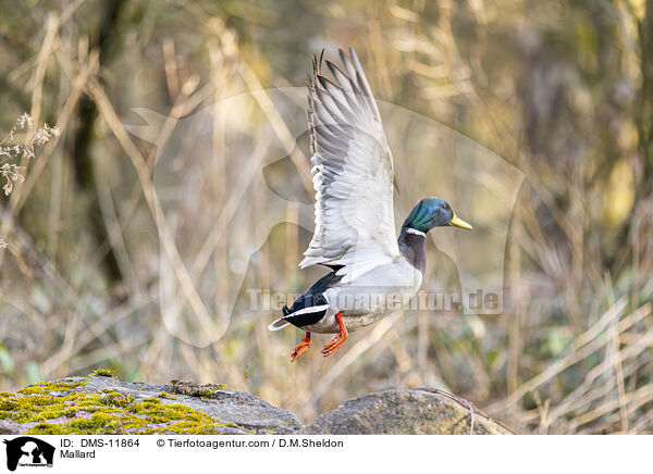 Stockente / Mallard / DMS-11864