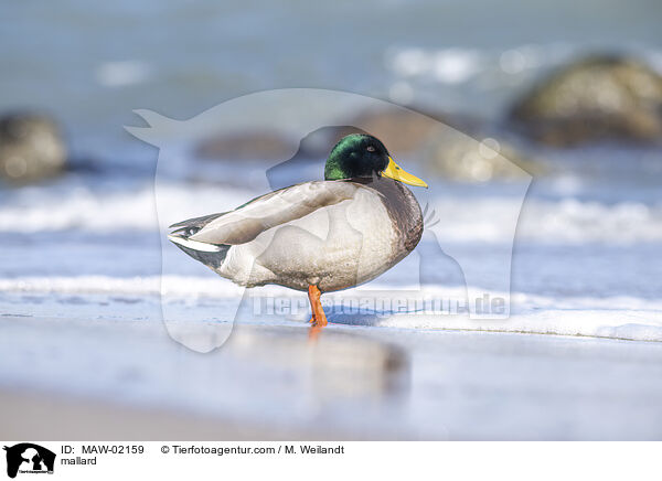 Stockente / mallard / MAW-02159