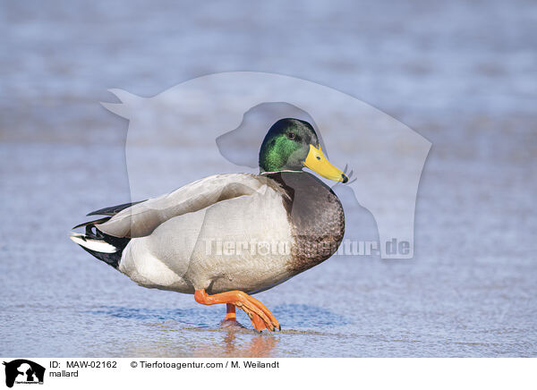 Stockente / mallard / MAW-02162