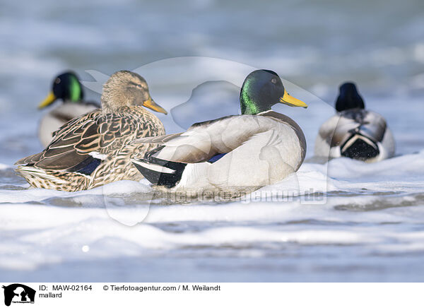 Stockente / mallard / MAW-02164