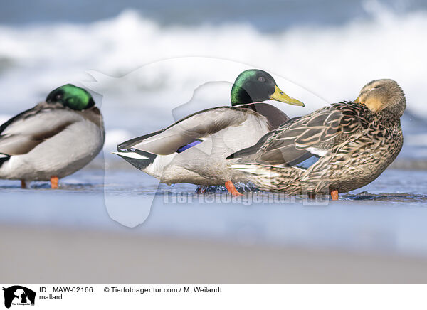Stockente / mallard / MAW-02166