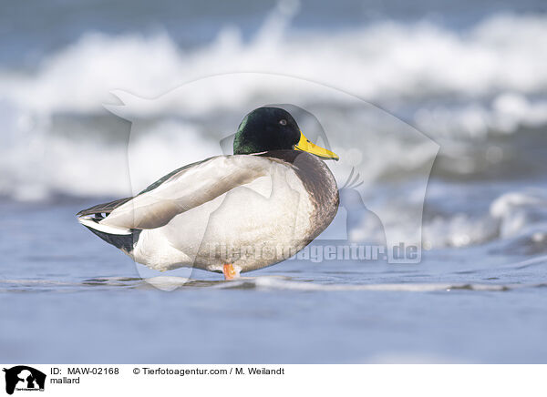 mallard / MAW-02168