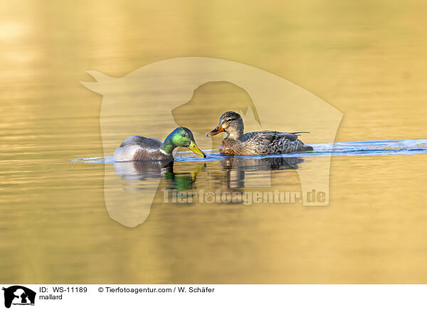 Stockente / mallard / WS-11189