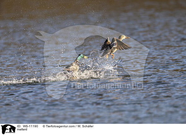 Stockente / mallard / WS-11190