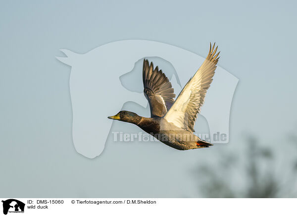 Stockente / wild duck / DMS-15060