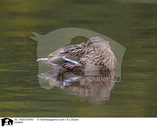 Stockente / mallard / AVD-07993