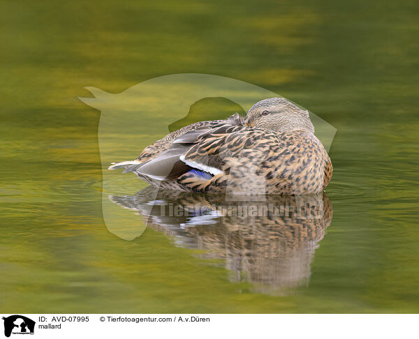 Stockente / mallard / AVD-07995