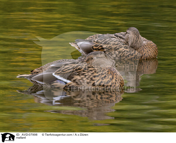 Stockente / mallard / AVD-07998