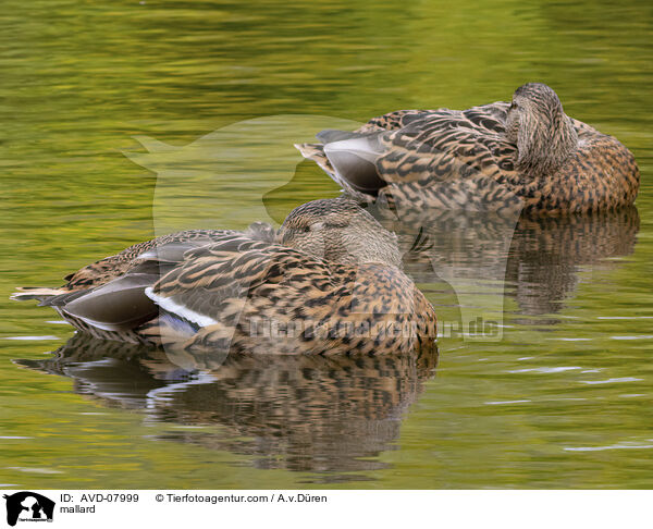 Stockente / mallard / AVD-07999