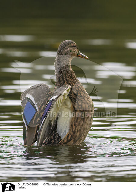Stockente / mallard / AVD-08066
