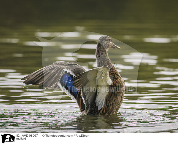 Stockente / mallard / AVD-08067