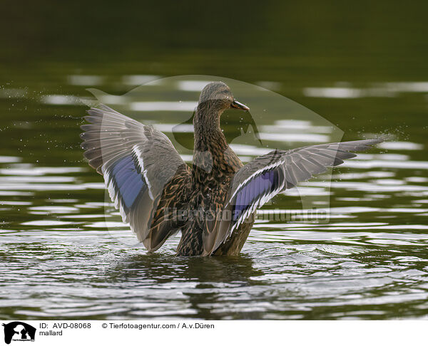 Stockente / mallard / AVD-08068