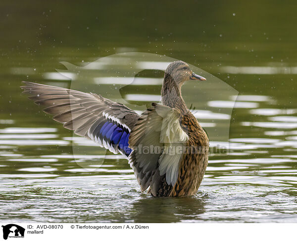 Stockente / mallard / AVD-08070