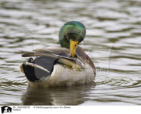 Stockente / mallard / AVD-08076