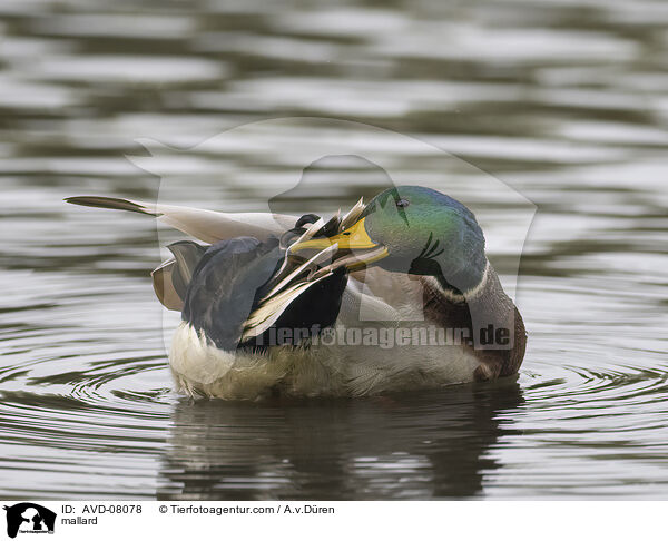 Stockente / mallard / AVD-08078