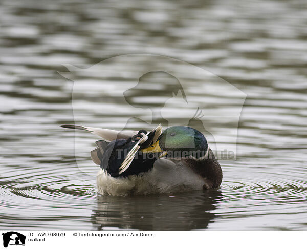 Stockente / mallard / AVD-08079