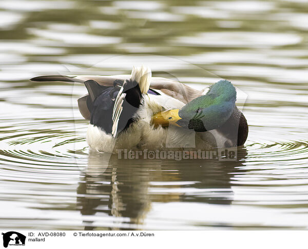 Stockente / mallard / AVD-08080