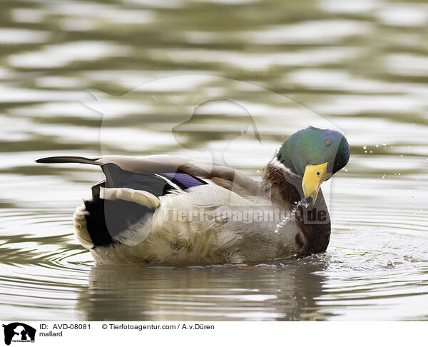 Stockente / mallard / AVD-08081