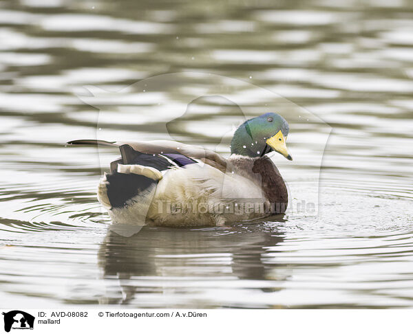 Stockente / mallard / AVD-08082