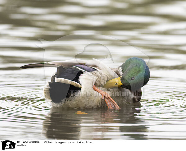 Stockente / mallard / AVD-08084