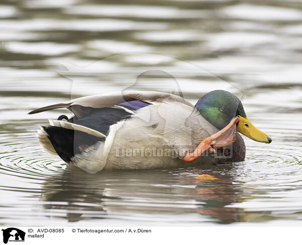 Stockente / mallard / AVD-08085