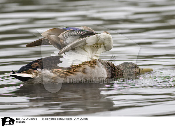 Stockente / mallard / AVD-08086