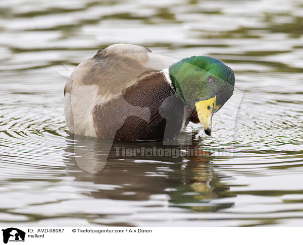 Stockente / mallard / AVD-08087