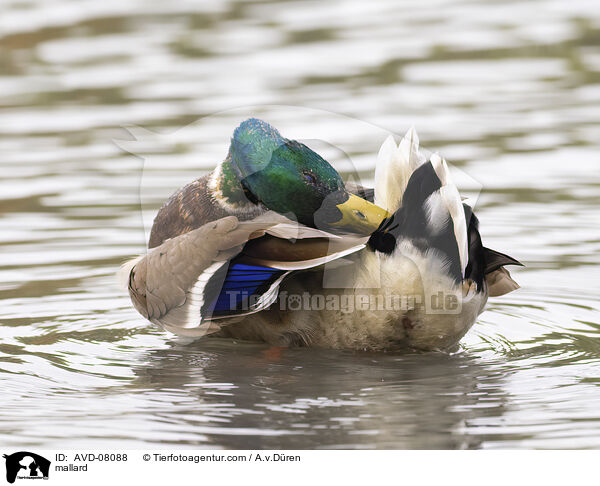 Stockente / mallard / AVD-08088