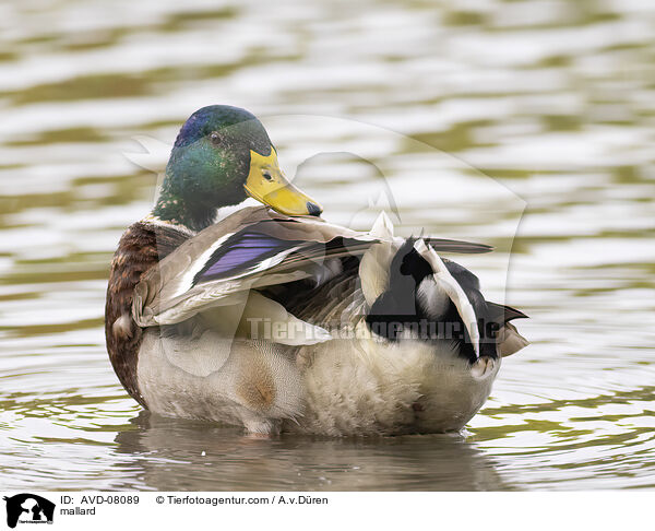 Stockente / mallard / AVD-08089