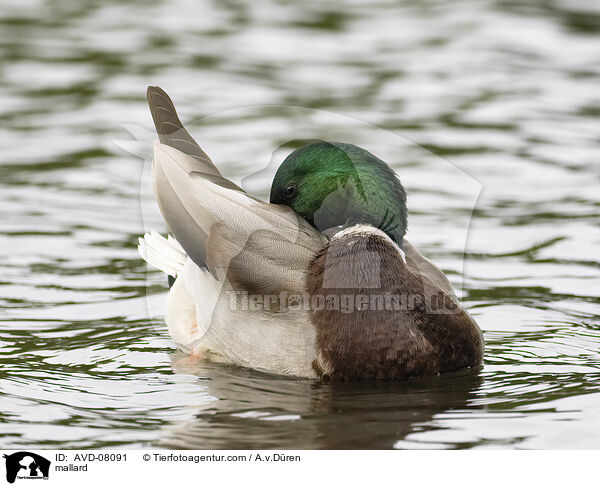 Stockente / mallard / AVD-08091