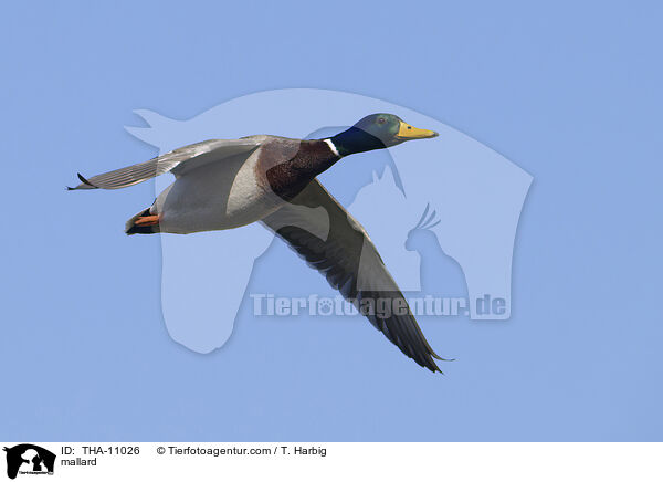 Stockente / mallard / THA-11026