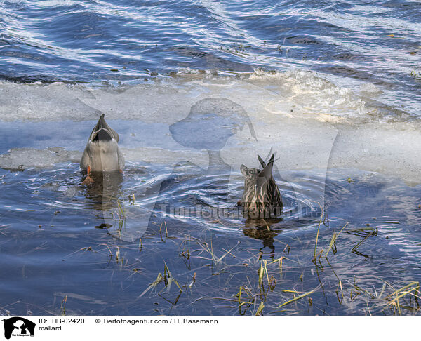 Stockente / mallard / HB-02420