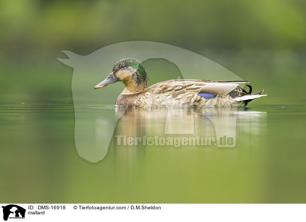 Stockente / mallard / DMS-16918