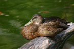 mallard