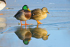 mallards