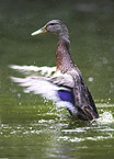 mallard
