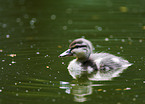 young mallard