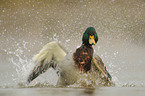 mallard