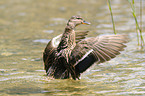 mallard