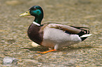 mallard