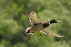 flying mallard