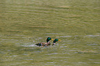 mallards