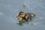 young mallard