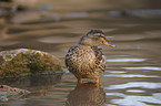 mallard