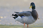 mallard