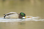 mallards