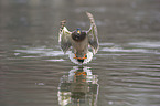 mallard