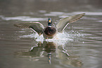 mallard