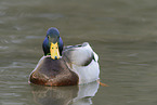 mallard